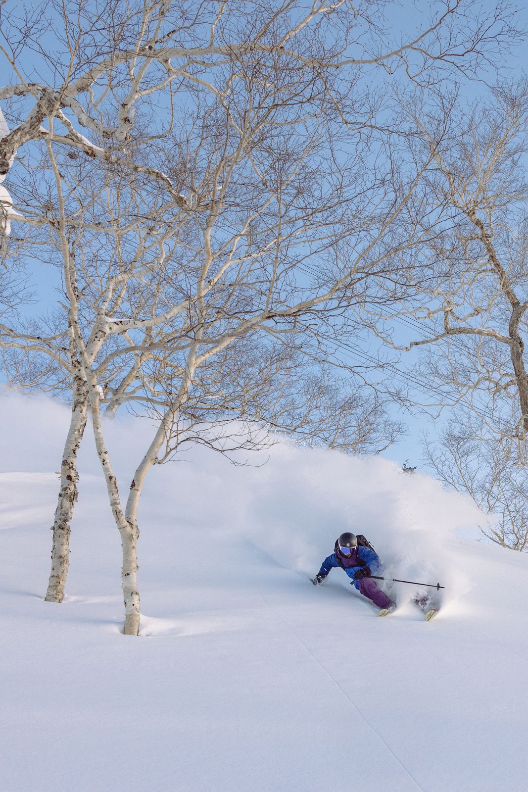 Birch Forest, Niseko